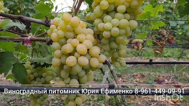 ГФ винограда Антоний Великий
