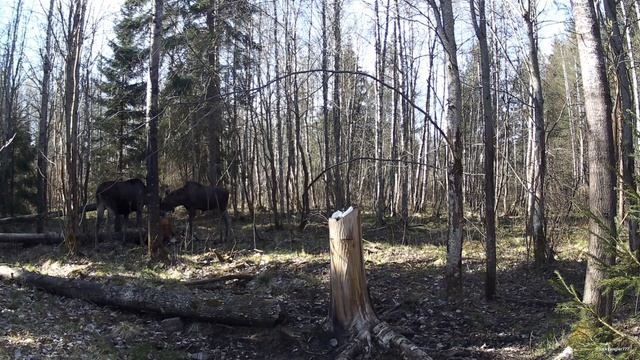 Тайны весеннего солонца. Ленинградская область .