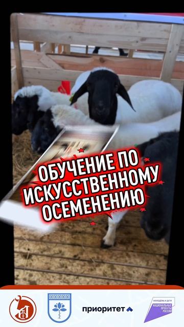 ОБУЧЕНИЕ ИСКУССТВЕННОМУ ОСЕМЕНЕНИЮ 🐑