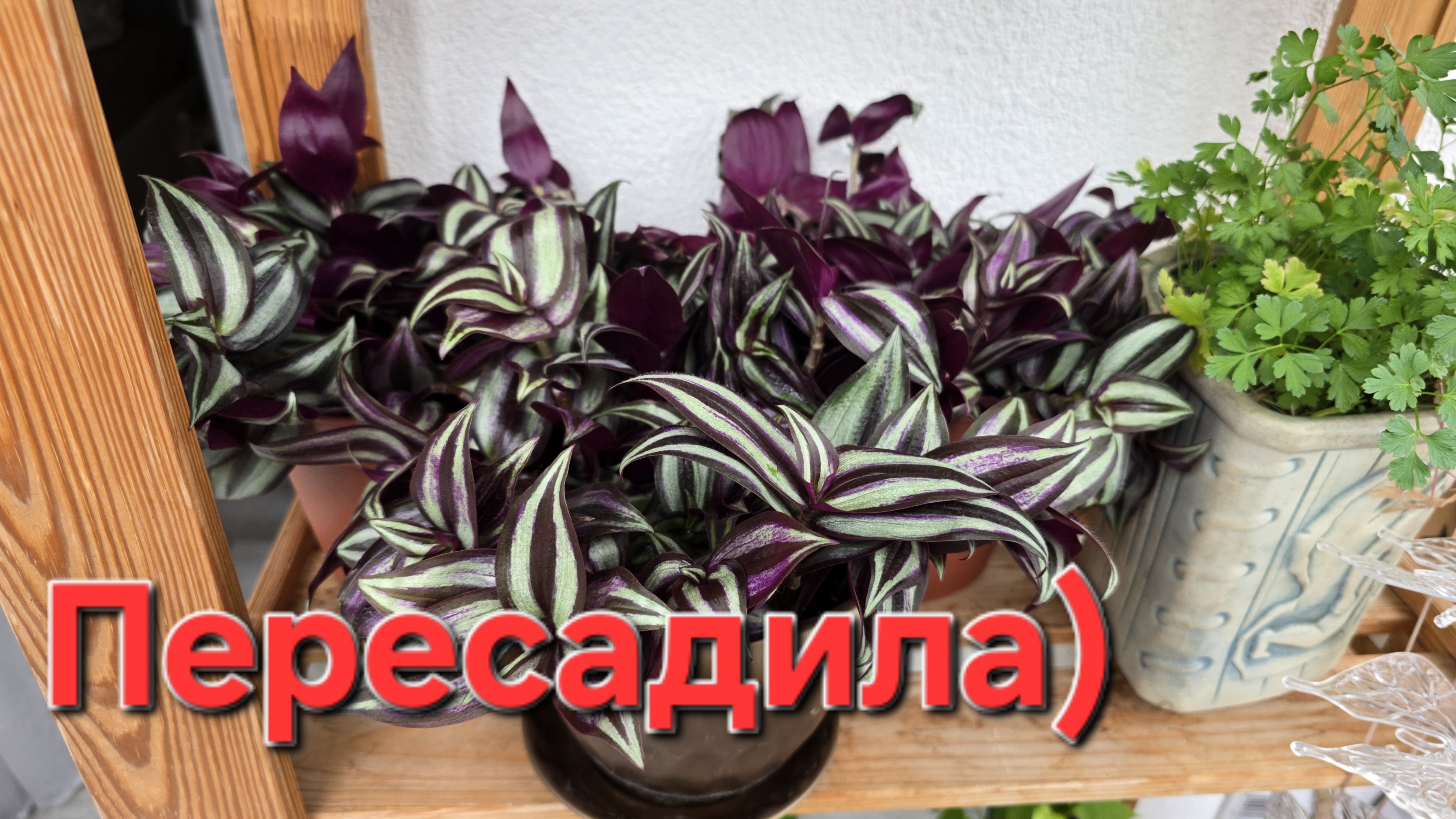 04-09-2026 Пересадила традесканцию // Дима готов на операцию