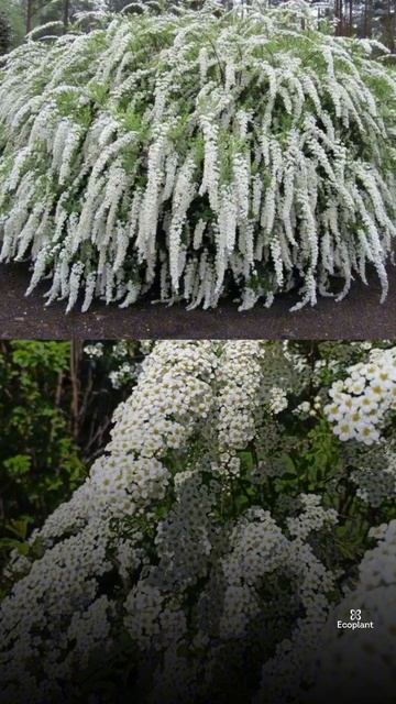 КУСТАРНИК-МЕЧТА для ленивого садовода🌿🤍