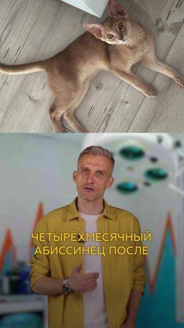 Владельцы кошек требуют проверить препараты «Мультифел»