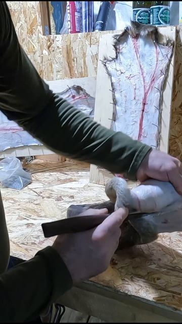Лосиный камус для лыж.