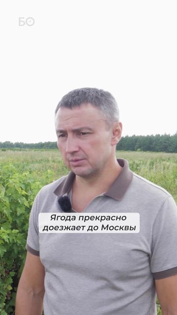Большая смородина — это хорошо или плохо? #смородина#ягоды#сбор
