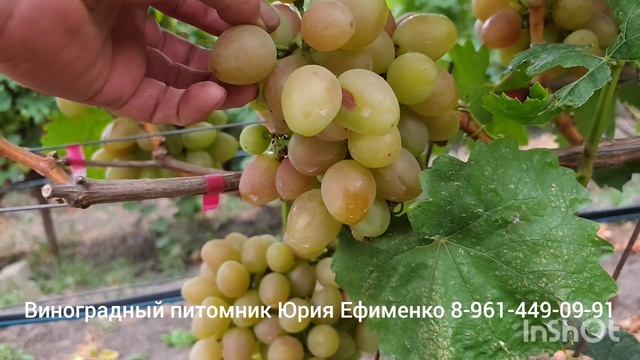 ГФ винограда селекции Калугина Пин понг