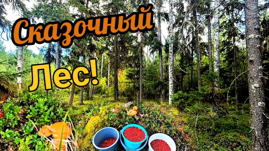 Сказочный лес! Море брусники и грибов!