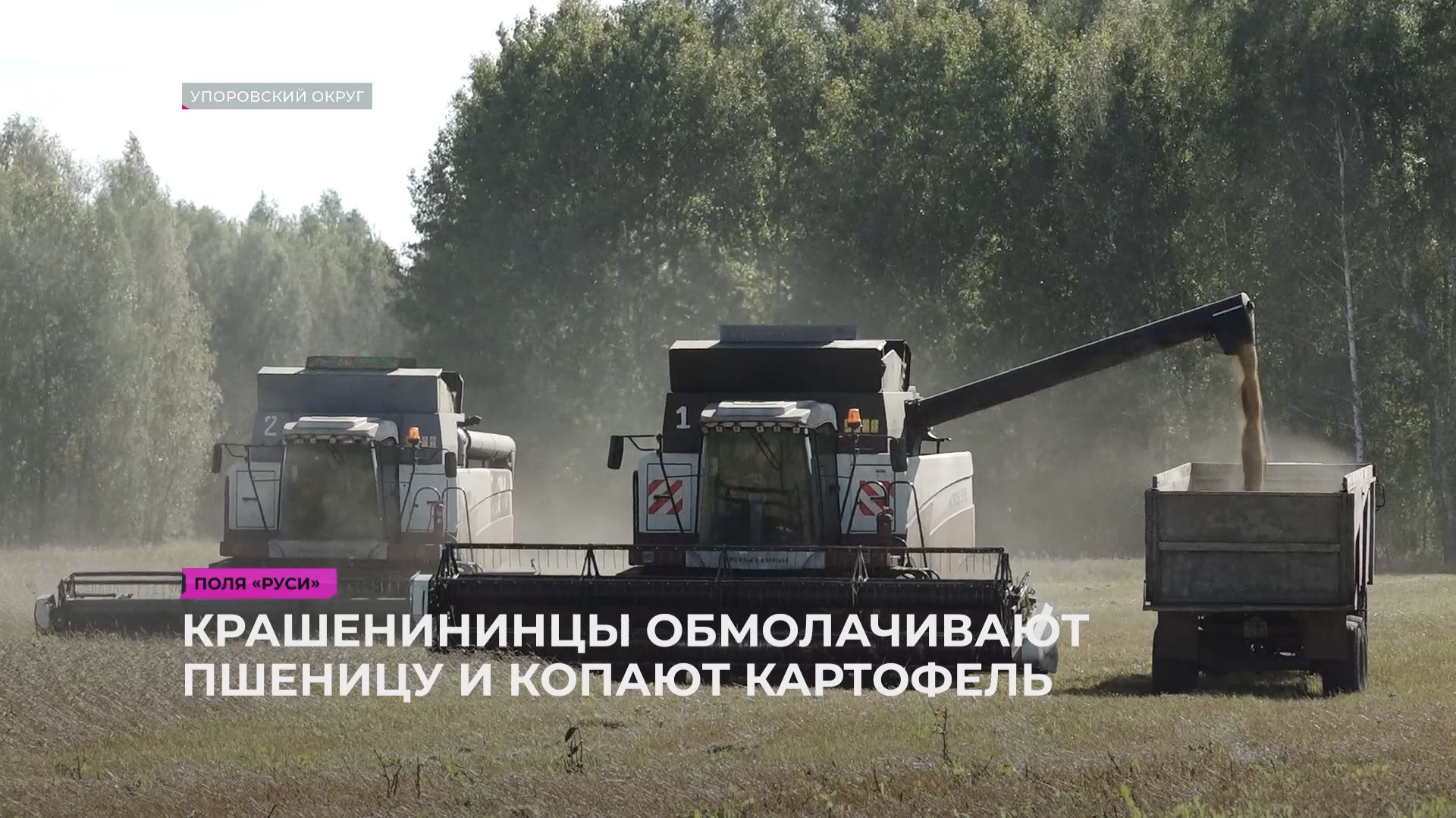 Крашенининские земледельцы обмолачивают пшеницу и копают картофель