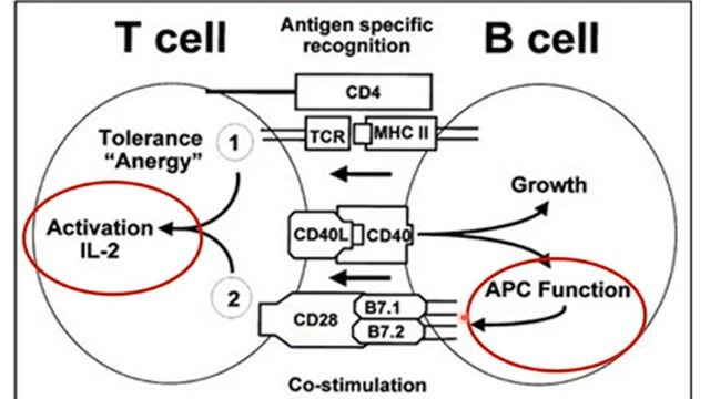 Lectures 50 T Cells Activation
