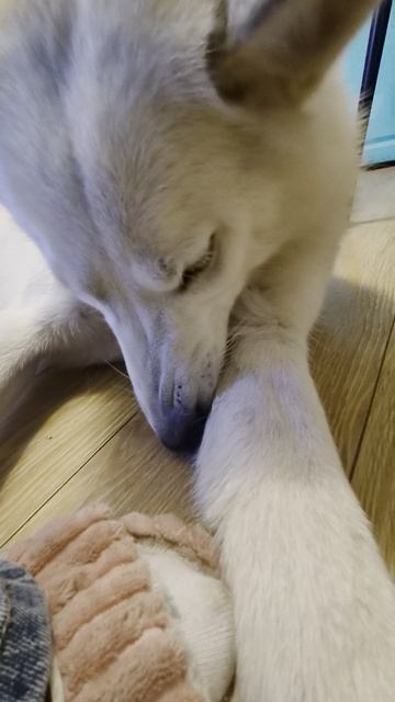 котопёс играет