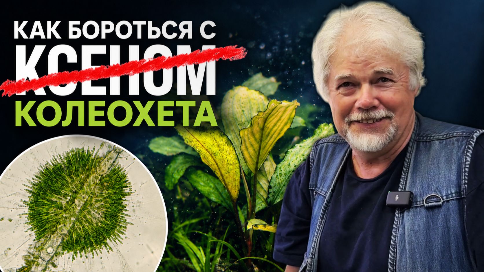 Как бороться с ксеном? Колеохета! | Аквариумные истории из ЭКЗОМЕНЮ №188
