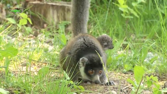 Детеныш мангустового лемура родился в чешском зоопарке Zoo Ostrava