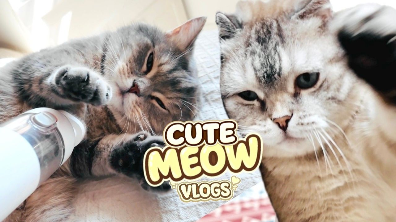 ИСТОРИЯ МИЛА КОШКИ 😺 🐈 Развлекайтесь с НАСТОЯЩИМИ котятами и папами Fun Fluffy Grooming Day #59