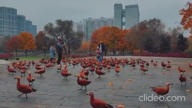 МОЙ УДИВИТЕЛЬНЫЙ СОН...(исп В Макаричев)