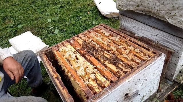 Лесной