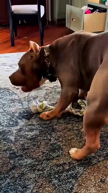 when you have two dogs #dog #funny #pets