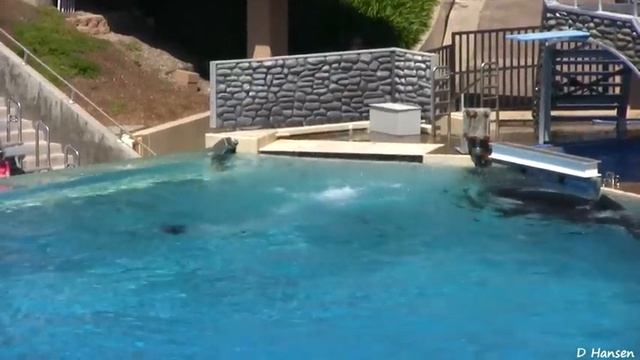 SeaWorld's Old Shamu 