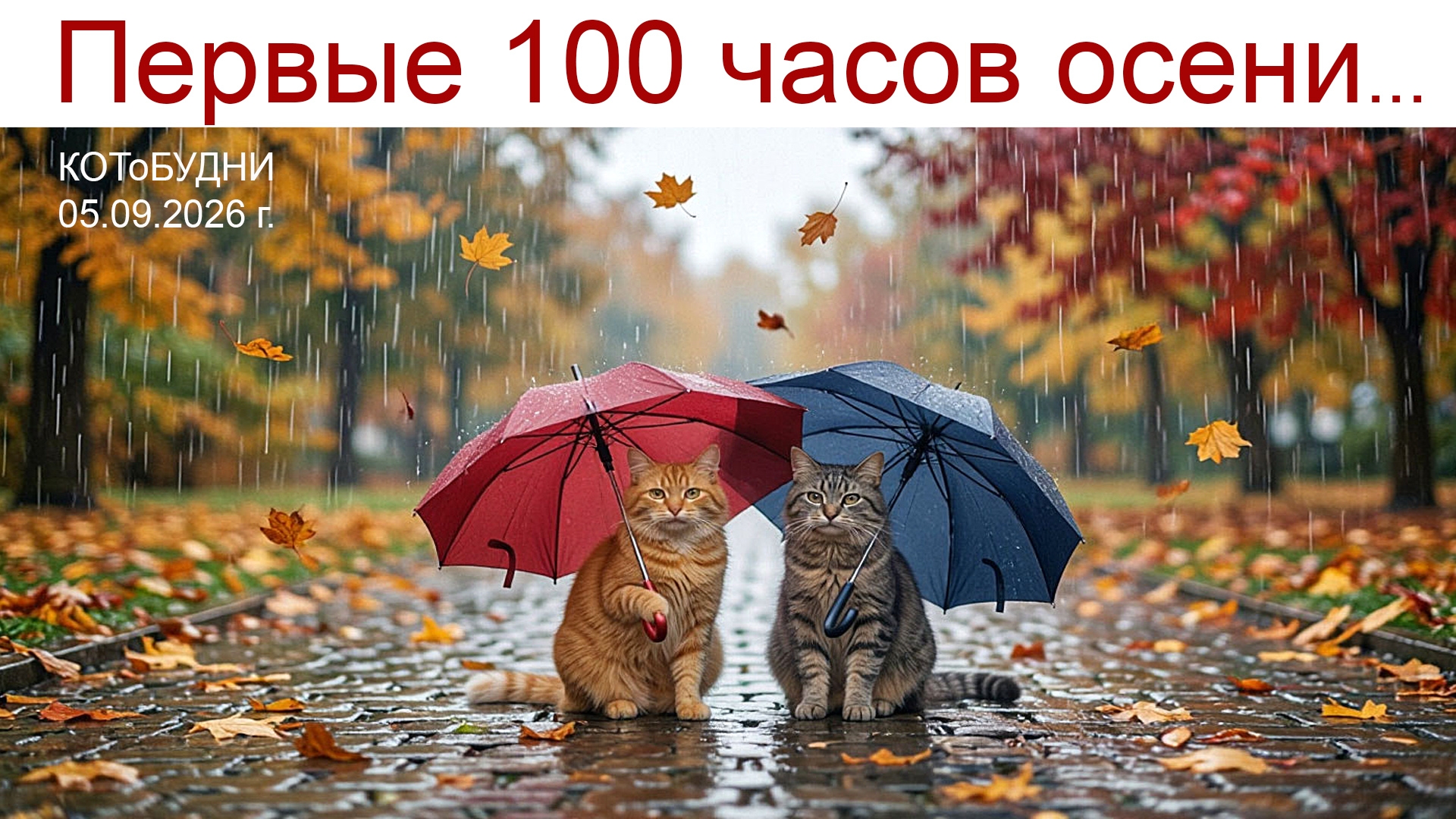 Первые 100 часов осени или КОТоБУДНИ от 05.09.2026 г.