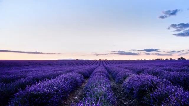 MEDITATION MUSIC RELAX Mind And Body | Lavender