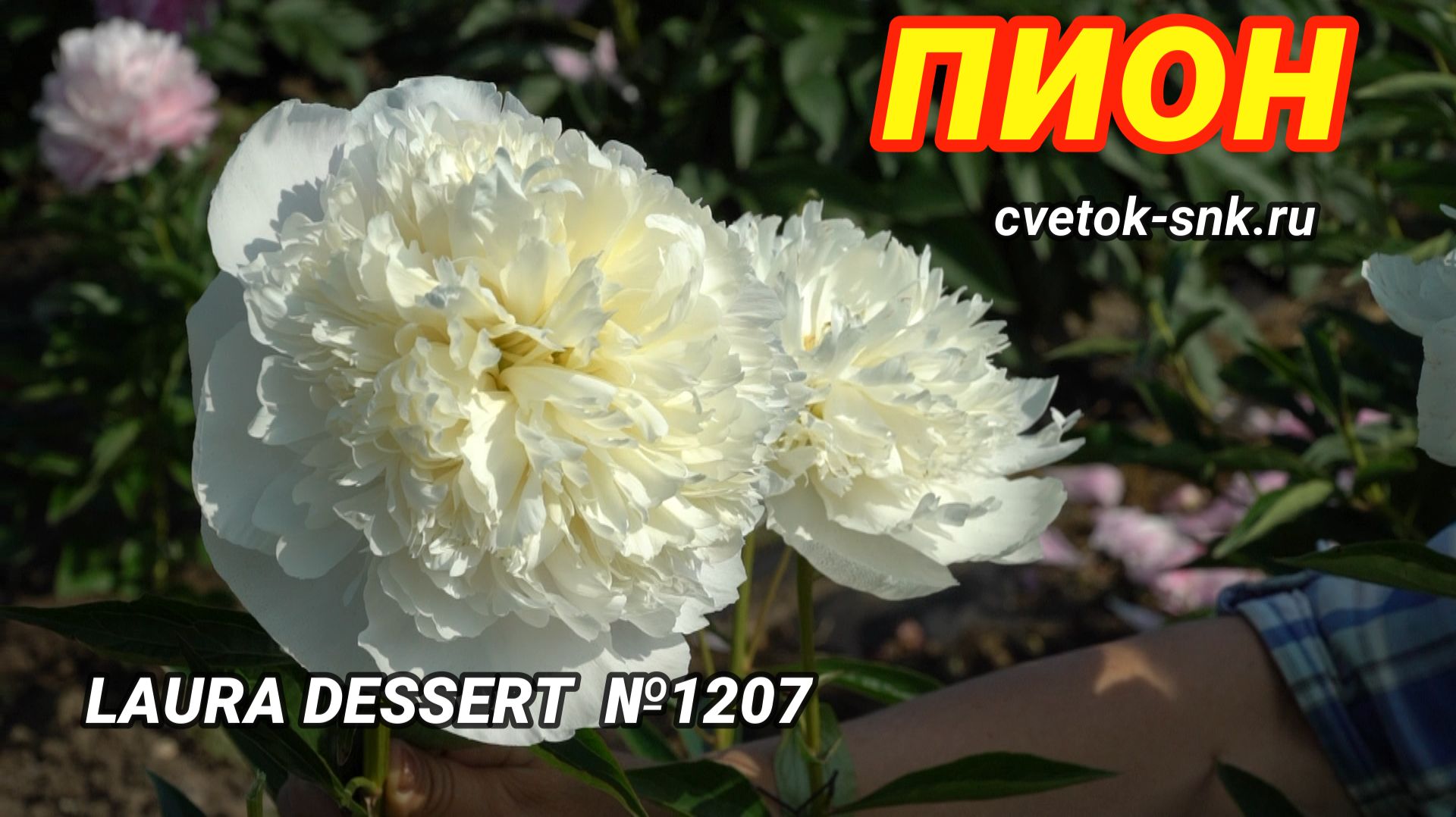 ПИОН 