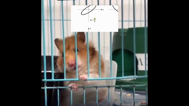 Осознание хомяка