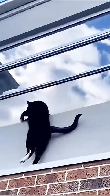 Добирались как могли😂🐱