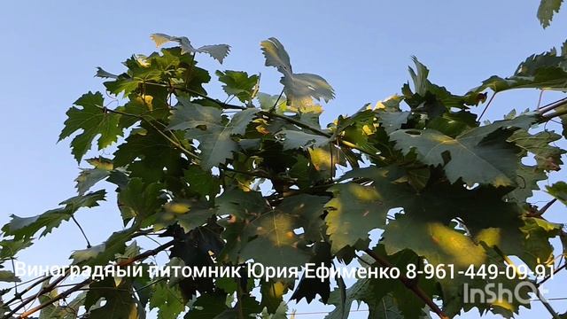 виноград Клубничный