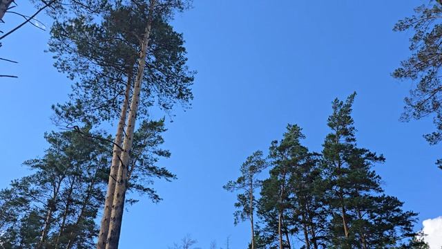 Краски лета. Времена года.