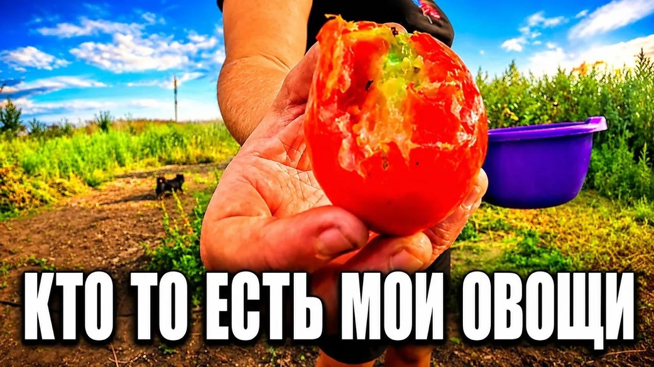 Наталья Губарева. КТО ТО ЕСТЬ МОИ ОВОЩИ В ОГОРОДЕ ⧸ ЖИЗНЬ В СЕЛЕ 😍 #villagelife