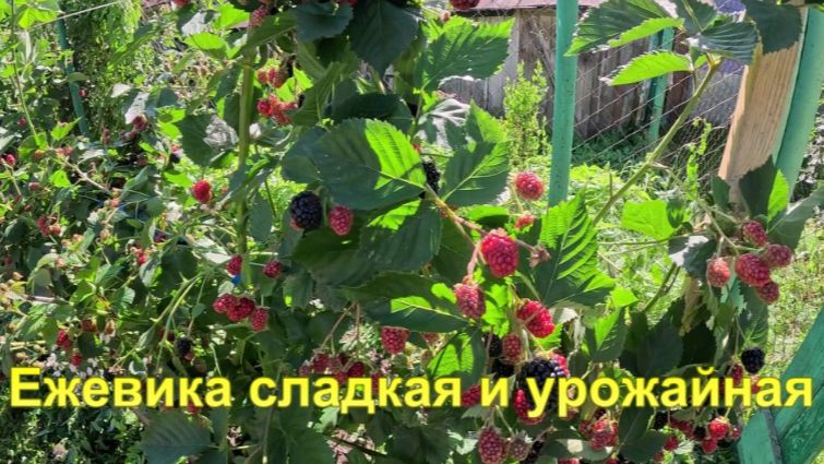 "Ежевика самая сладкая, крупная и урожайная."#сад#огород#дача