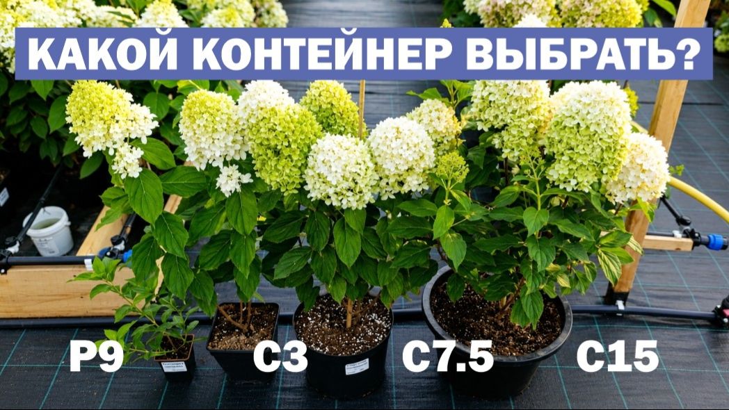 P9, С3, С7.5… Какой размер контейнера выбрать ПРИ ПОКУПКЕ САЖЕНЦА метельчатой гортензии?