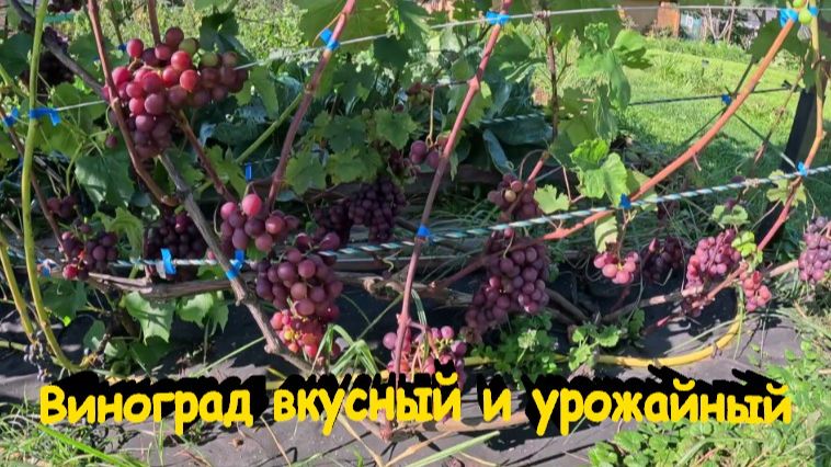 "Виноград вкусный и урожайный."#сад#огород#дача