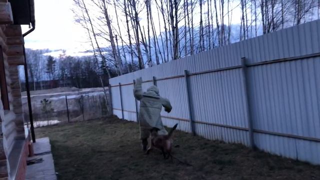 Belgian Malinois / Бельгийская овчарка Малинуа.ЩЕНОК 5 месяцев охрана территории