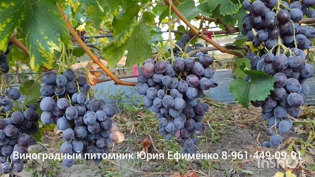 виноград Василëк
