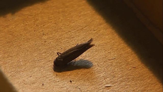 Scythris Fallacella