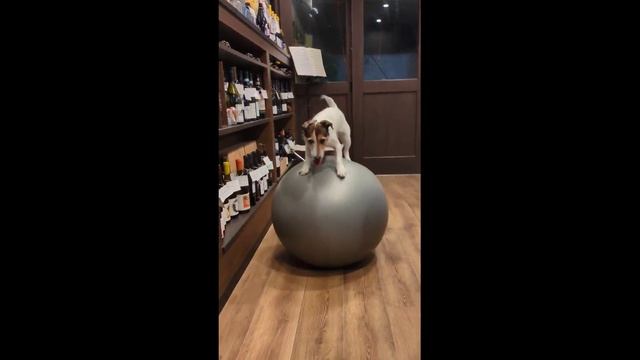 Фитнес для пса