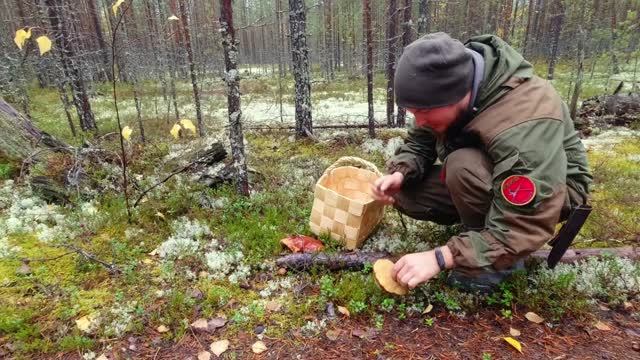 Глянул в даль а там Белых грибов тьма!