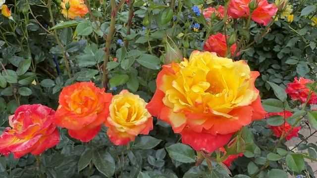 ОСЛЕПИТЕЛЬНОЙ КРАСОТЫ РОЗАРИЙ  Nakanojo Gardens / Наканодзё 2026 ИЮНЬ