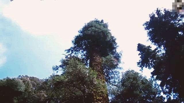 Это Аномально Большое Дерево Побило Все Рекорды