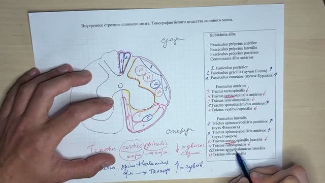 Топография белого вещества спинного мозга