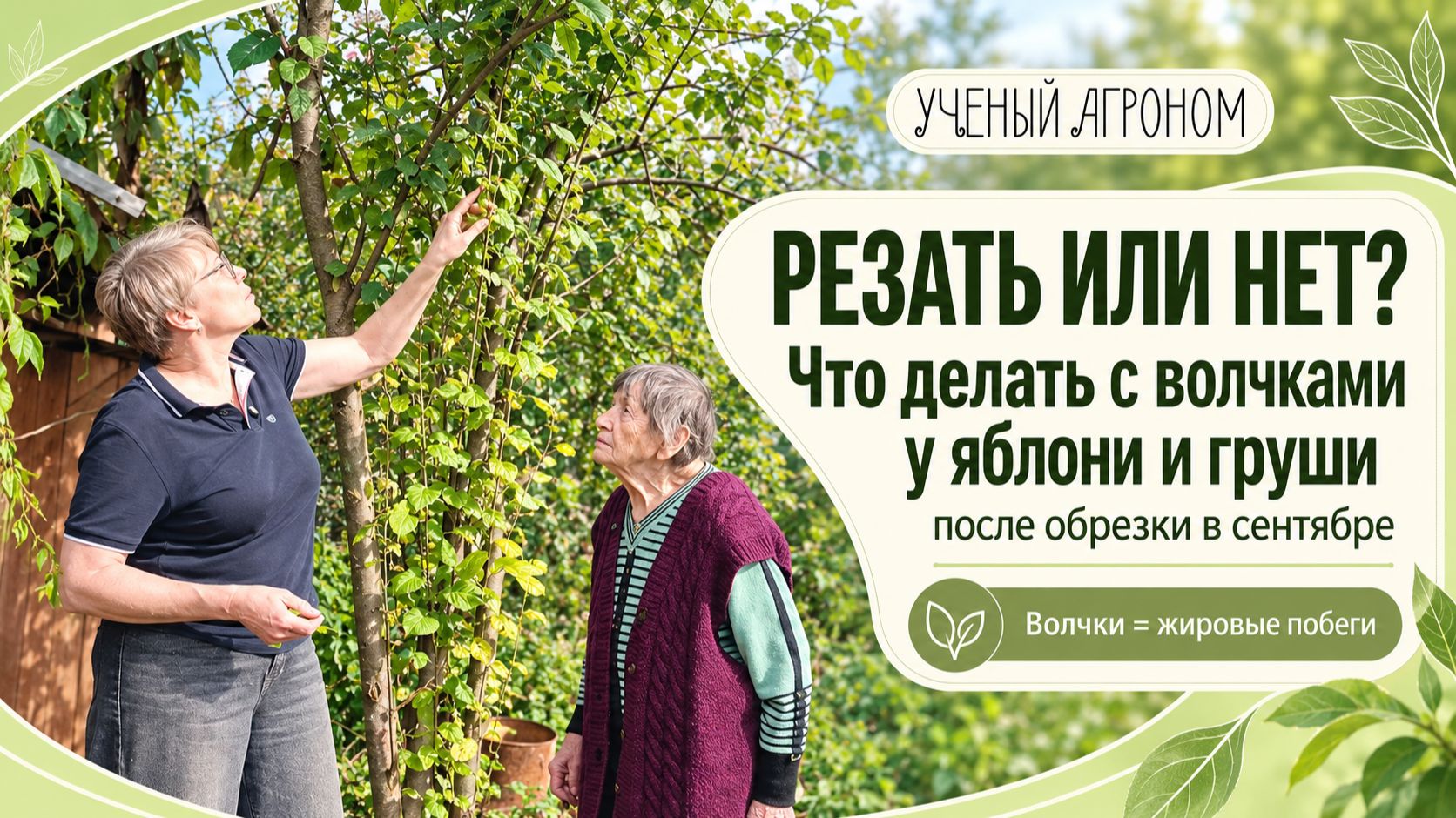 Резать или нет. Волчки на яблоне после весенней обрезки. Что с ними делать в сентябре
