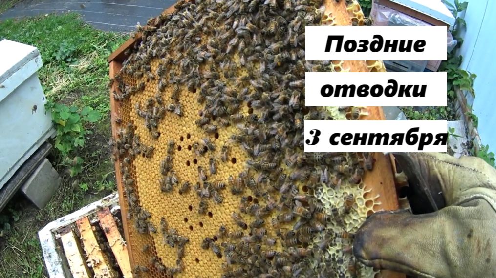 Августовские отводки на 3 сентября.