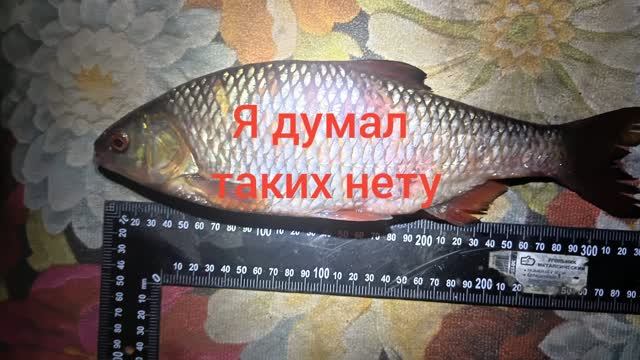 Я и не думал что такие бывают. Трофейная Сорога  поимана. Плотва которая Рвёт все снасти.