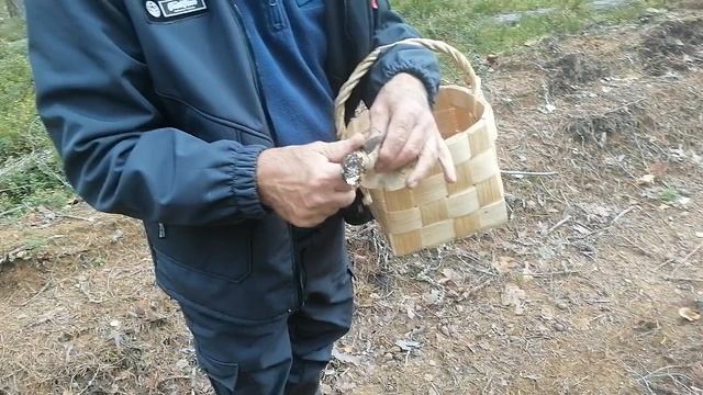 Собираем грибы (06.09.2026).