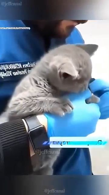 #shortvideo #cat #mycatchannel #funny #petschannel #yourcat #funnycats #catchann