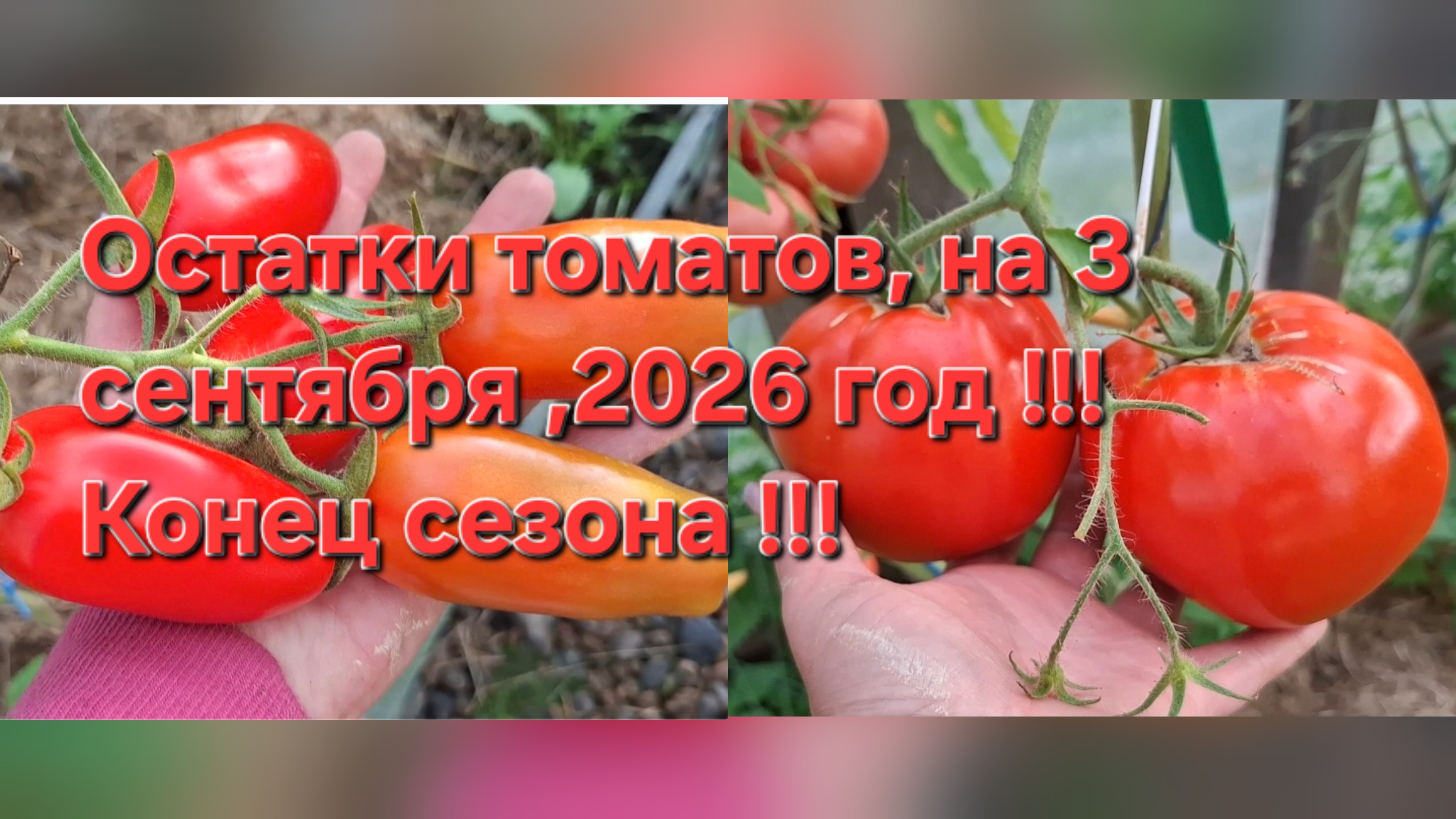 03-09-2026 Конец сезона !!! Обзор остатков томатов !!!
