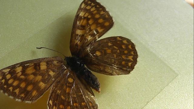 Melitaea Athalia (шашечница аталия)