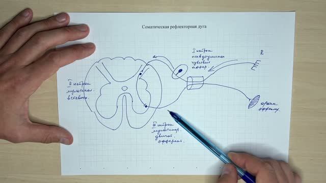 Соматическая рефлекторная дуга