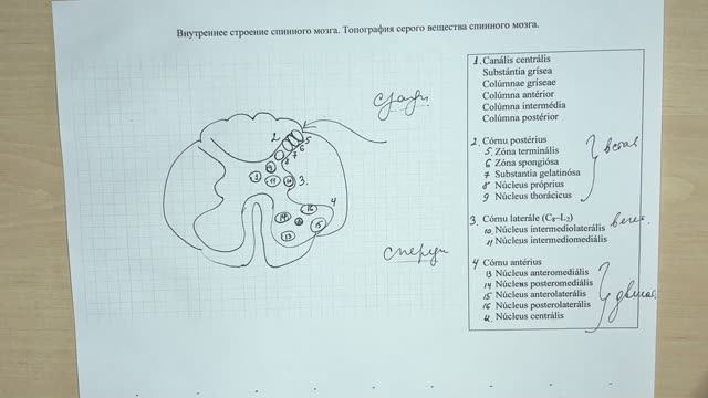 Топография серого вещества спинного мозга