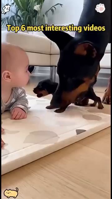 Animals Funny Animallife Cat Petshub Dog [get.gt]