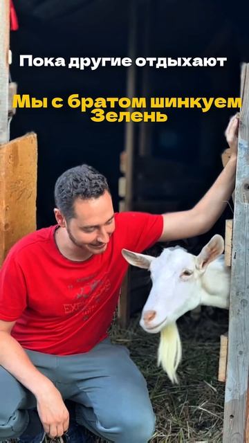 Шенкуем